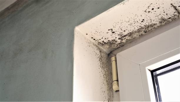 Best Mold Removal for HVAC Installations  in Theodore, AL