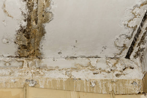 Best Basement Mold Removal  in Theodore, AL