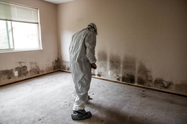 Best Biohazard Mold Removal  in Theodore, AL