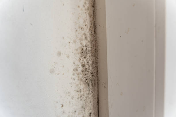 Asbestos and Lead Testing During Mold Inspection in Theodore, AL