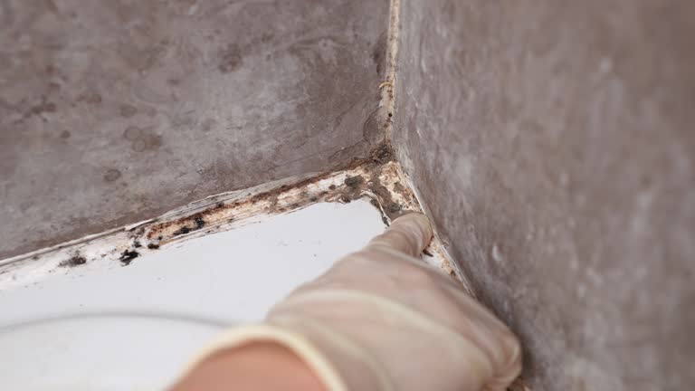Best Dehumidification Services  in Theodore, AL